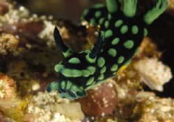 nudibranch,siladen north sulawesi,indonesia,nikon d2x,60m... by Puddu Massimo 